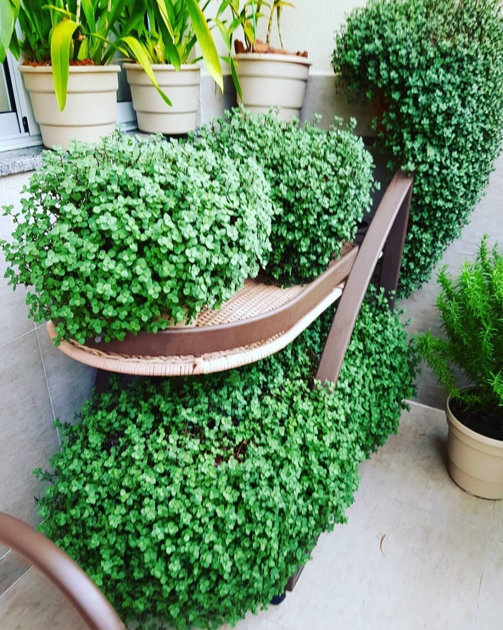 Jardim Na Varanda Dicas E Inspira Es Para Montar O Seu Dicas Decor