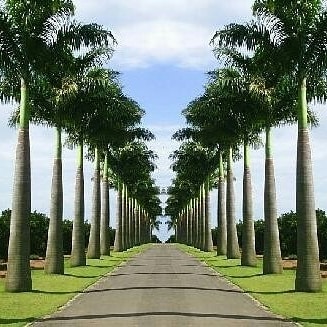 palmeira-imperial