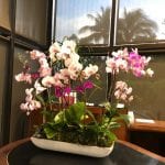 como-cuidar-orquidea