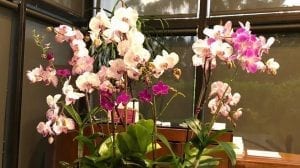 como-cuidar-orquidea