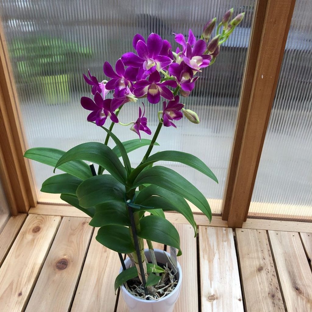 Como Cuidar de Orquídeas: 15 dicas fáceis e simples - Dicas Decor