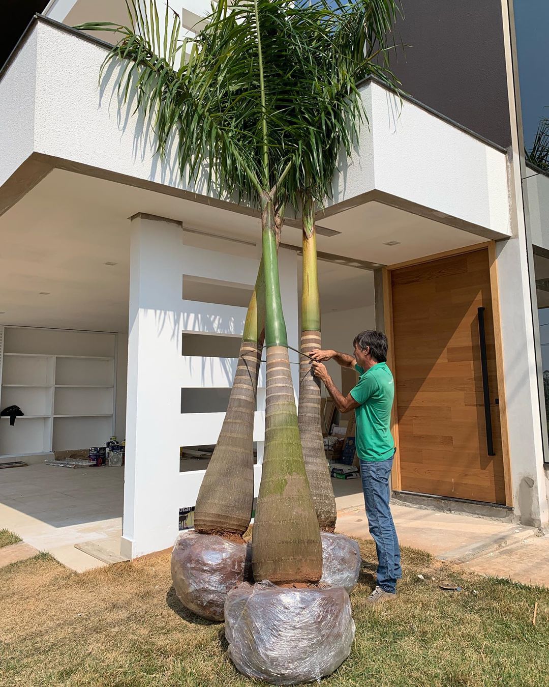 Palmeira Imperial como cuidar e dicas para seu jardim Dicas Decor Palmeira Imperial como cuidar e dicas para seu jardim Dicas Decor