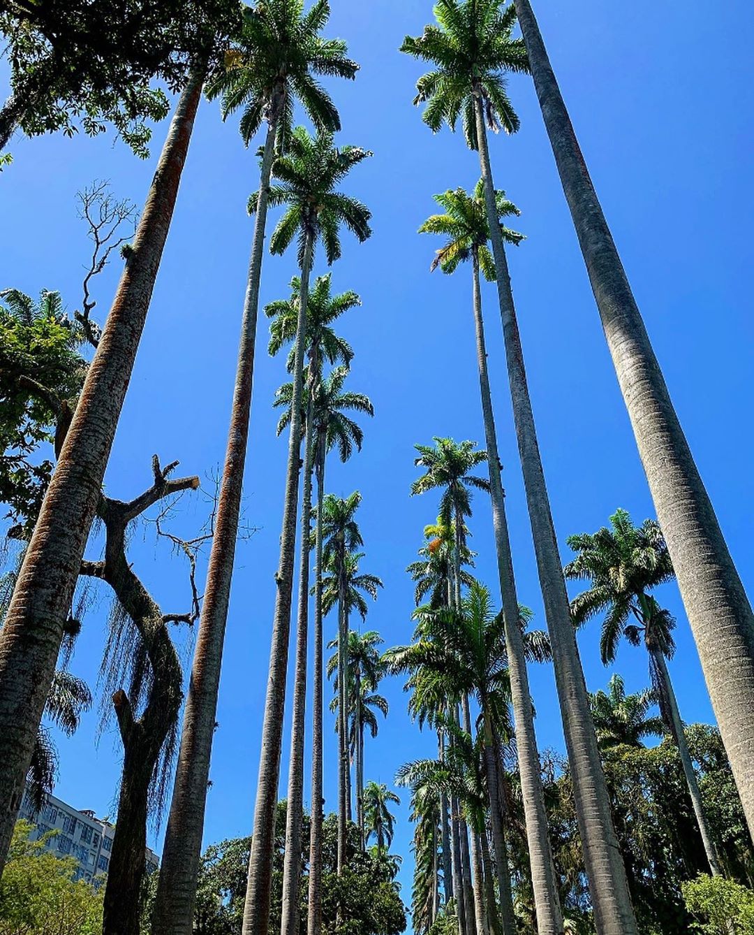 palmeira imperial paisagismo