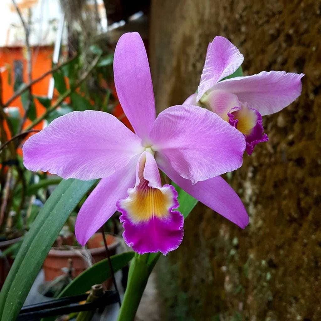 Como Cuidar de Orquídeas: 15 dicas fáceis e simples - Dicas Decor