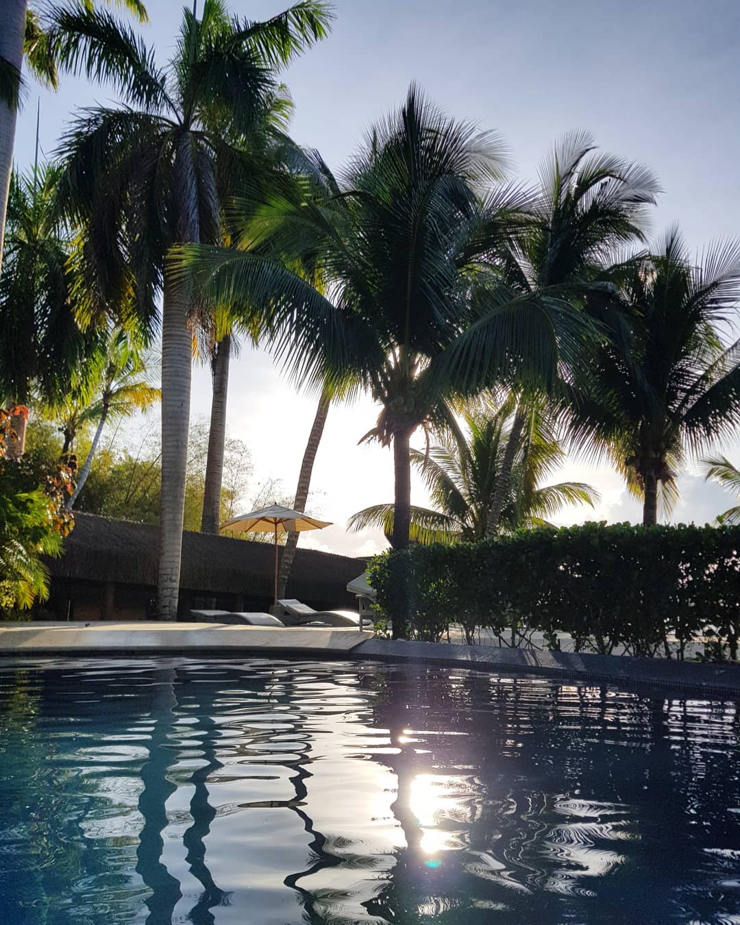 palmeira imperial paisagismo jardim piscina