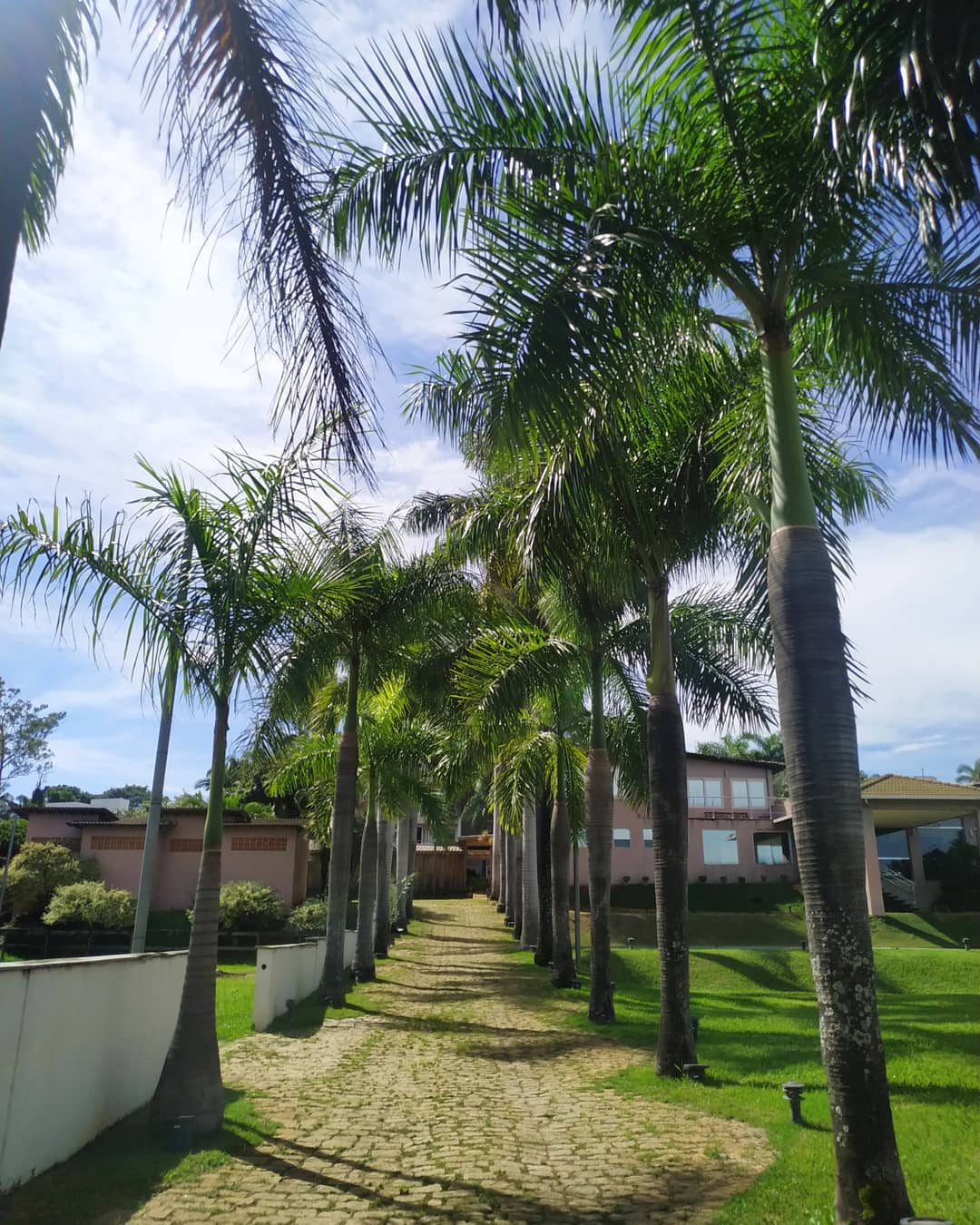 palmeira imperial paisagismo jardim