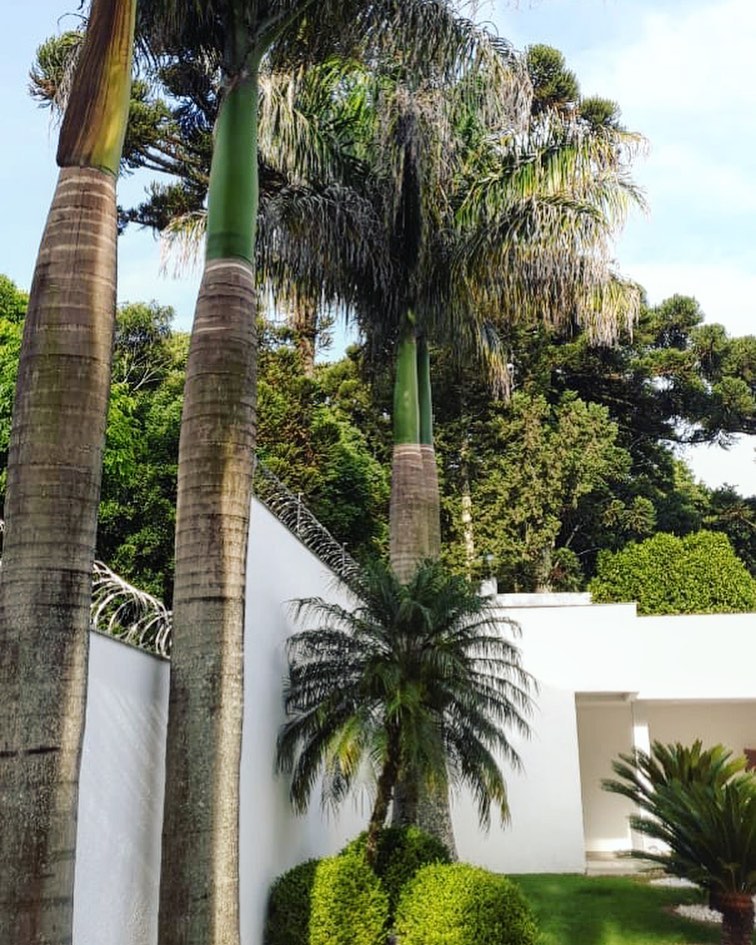 palmeira imperial paisagismo jardim