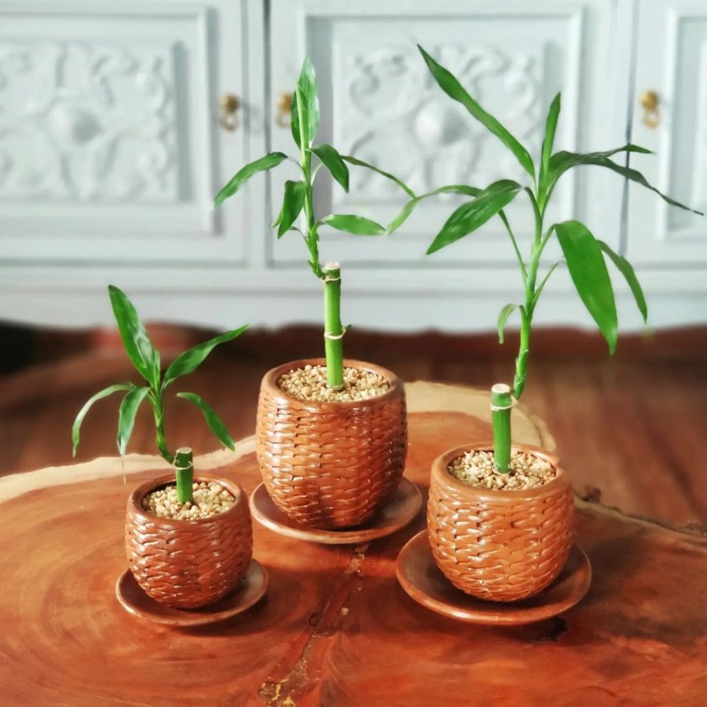 Plantas para Quarto: Pequenas, Fáceis de Cuidar e Mais - Dicas Decor